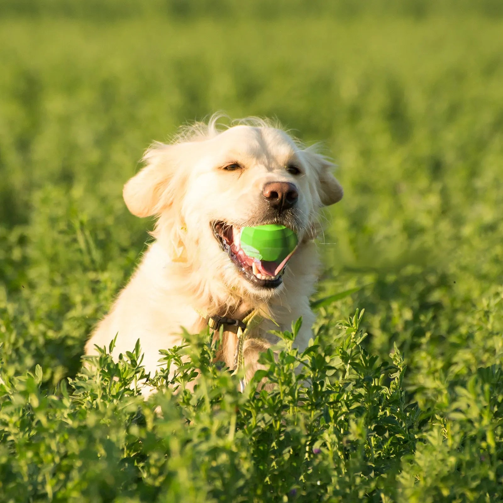 Green natural rubber dog chew toy with squeaker for large breed aggressive chewing dogs