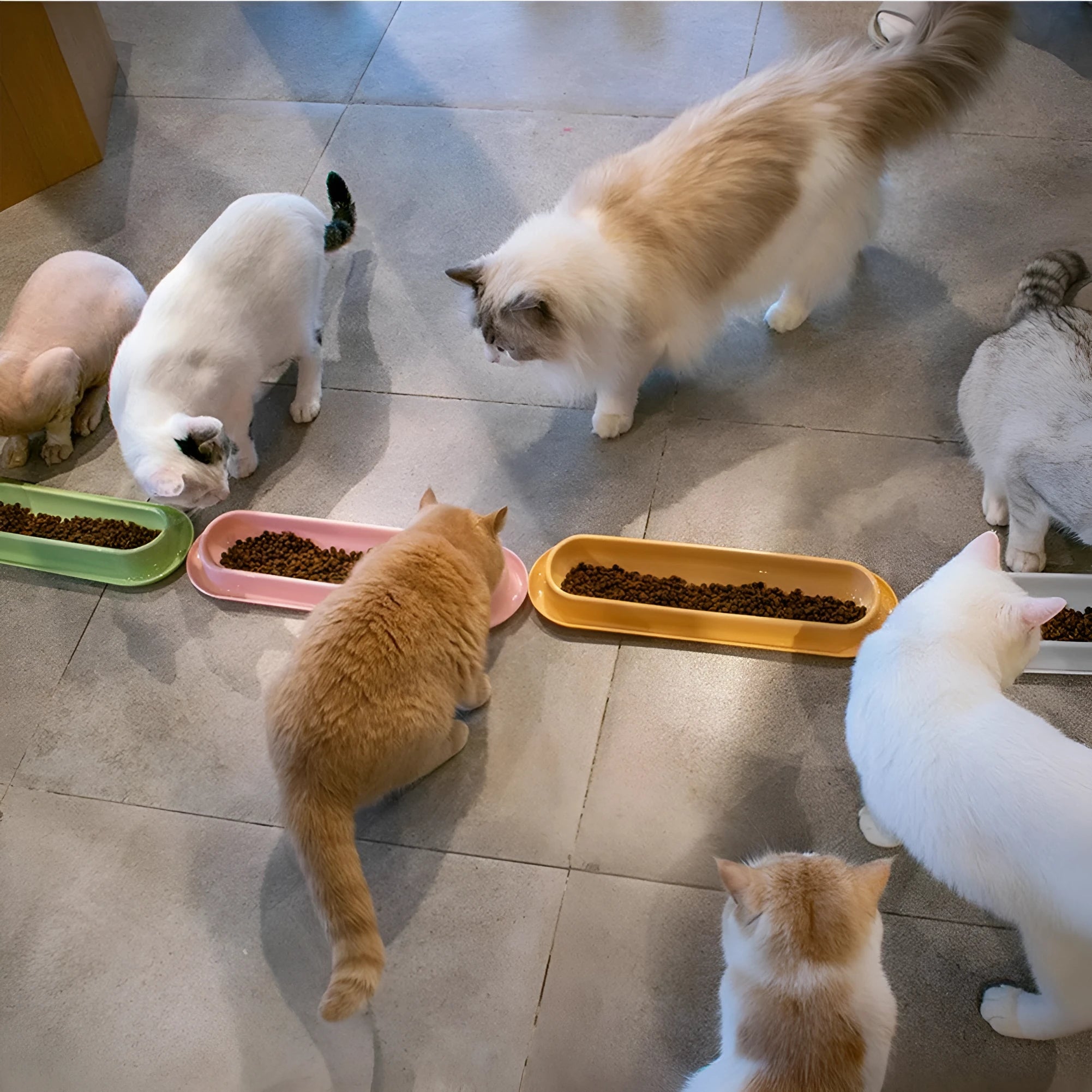 Set of four raised plastic pet bowls in green, pink and yellow colours with spill guard rims