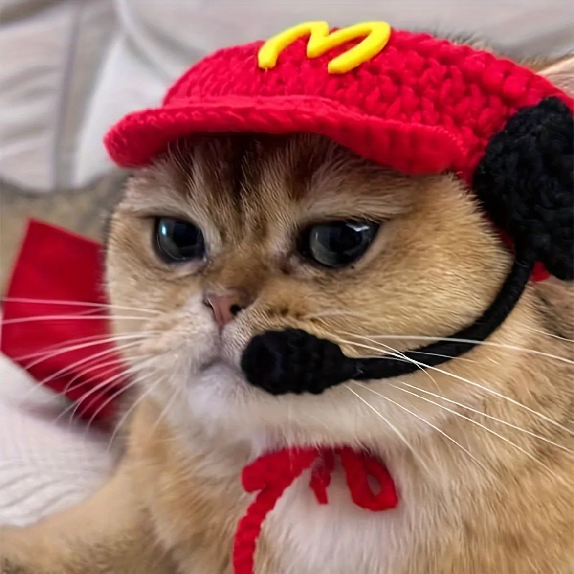 Handmade chef hat and cotton knitted sweater costume on a small cat