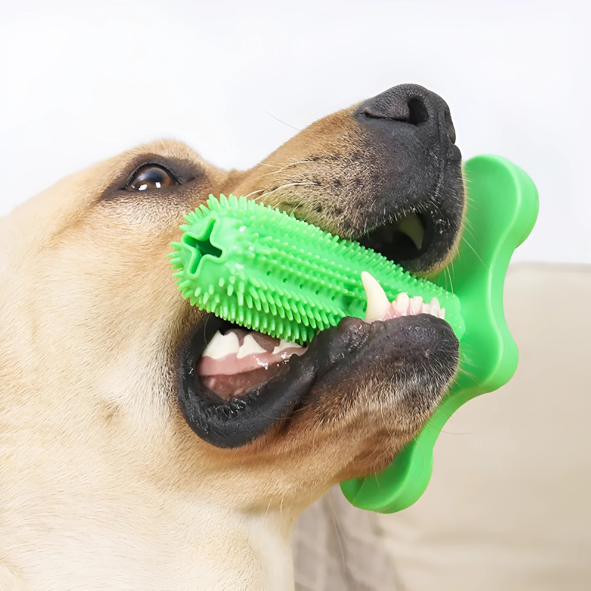 Green TPR dog chew toy with small and large molar rods and suction cup base
