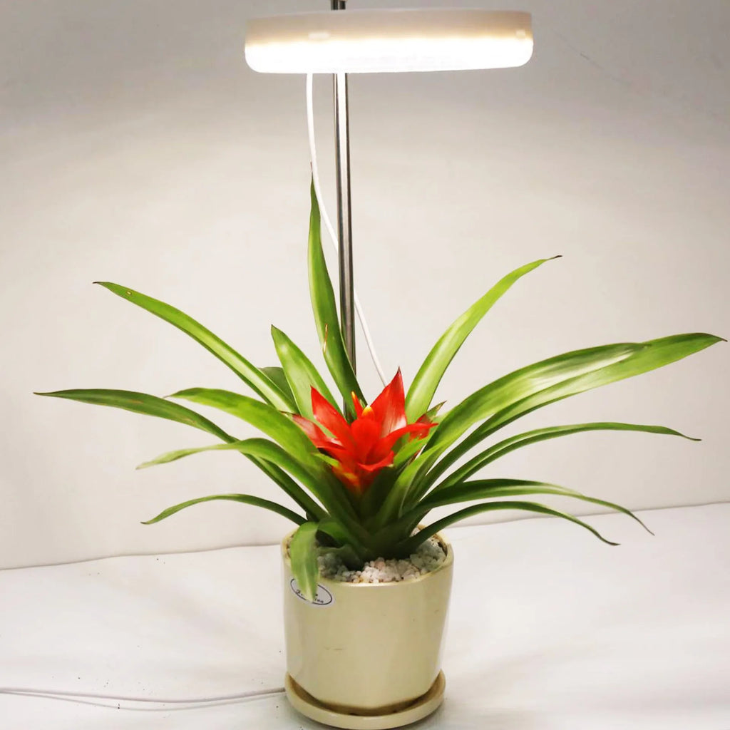 Desk plant growth lamp with full spectrum lighting and compact design for indoor plant care