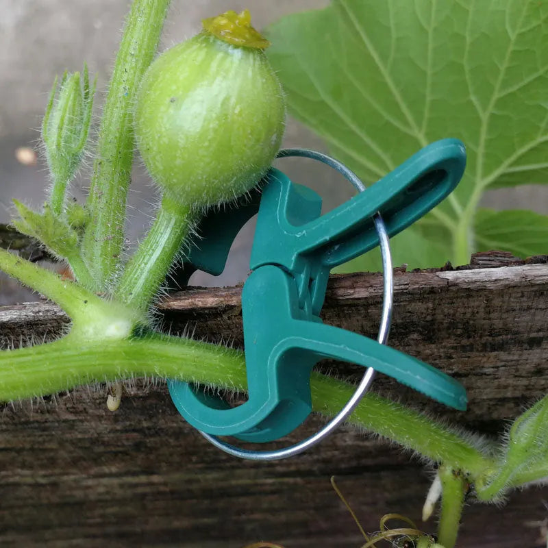 Green plastic plant fixing clips holding climbing plant stems against a support structure