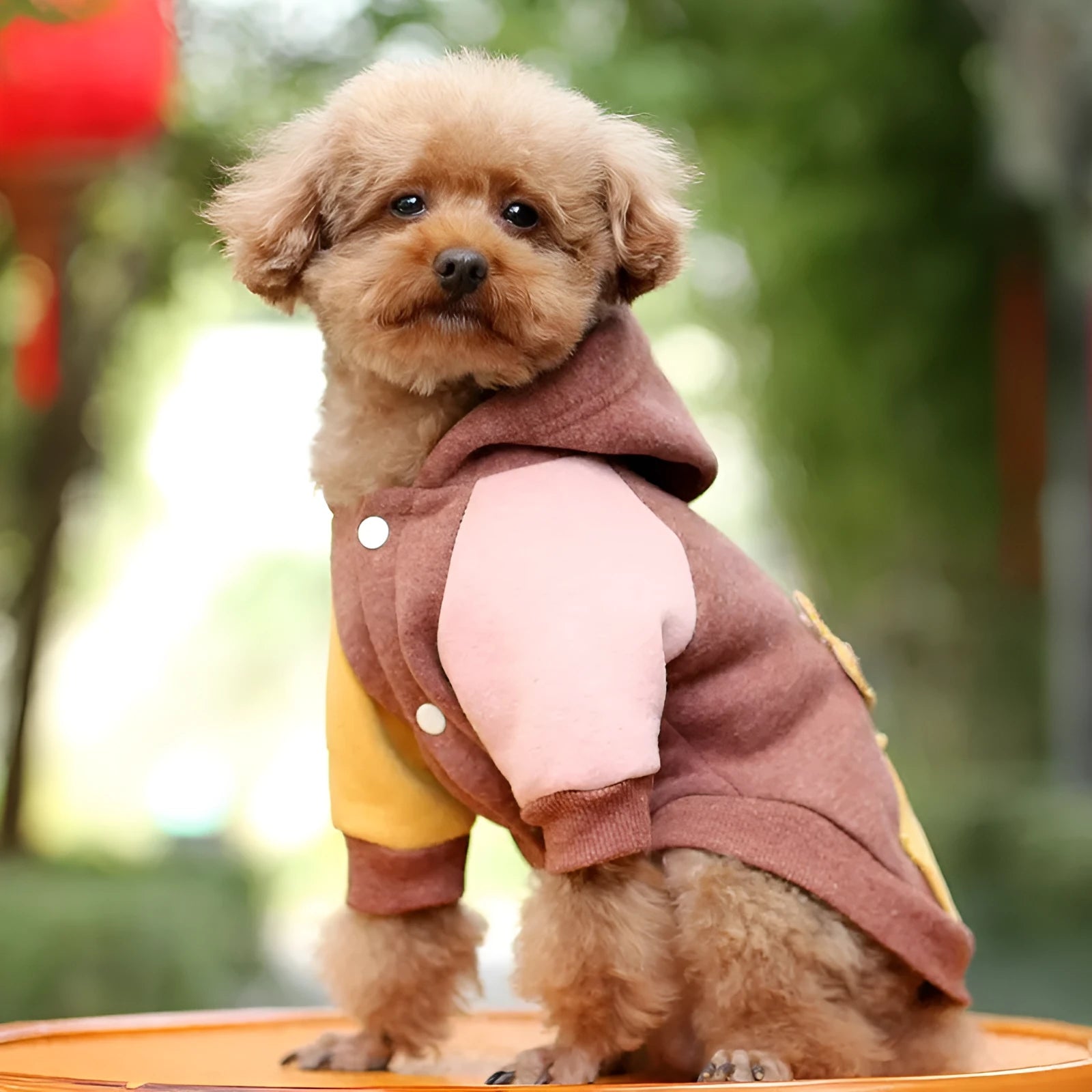 Brown cotton pet sweatshirt for a dog, showing casual leisure style.