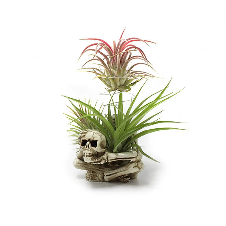 Gothic skull design resin bracket for Tillandsia air plants with soilless display