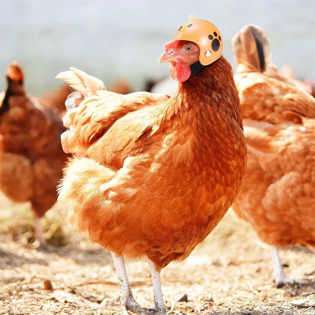 Small plastic pet helmet with elastic bands for chickens and birds on measurement background