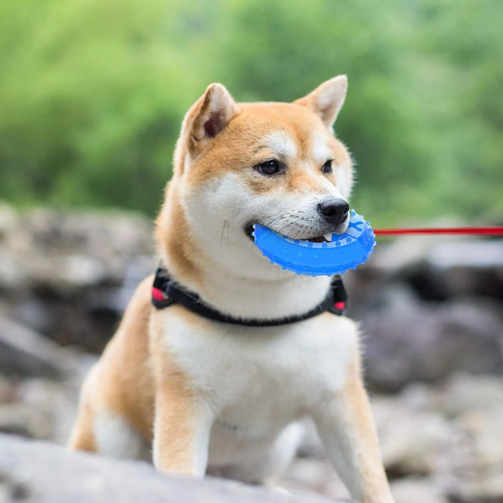 Freezable dog cooling chew toy in bone and circle shapes for teething puppies and anxiety relief.