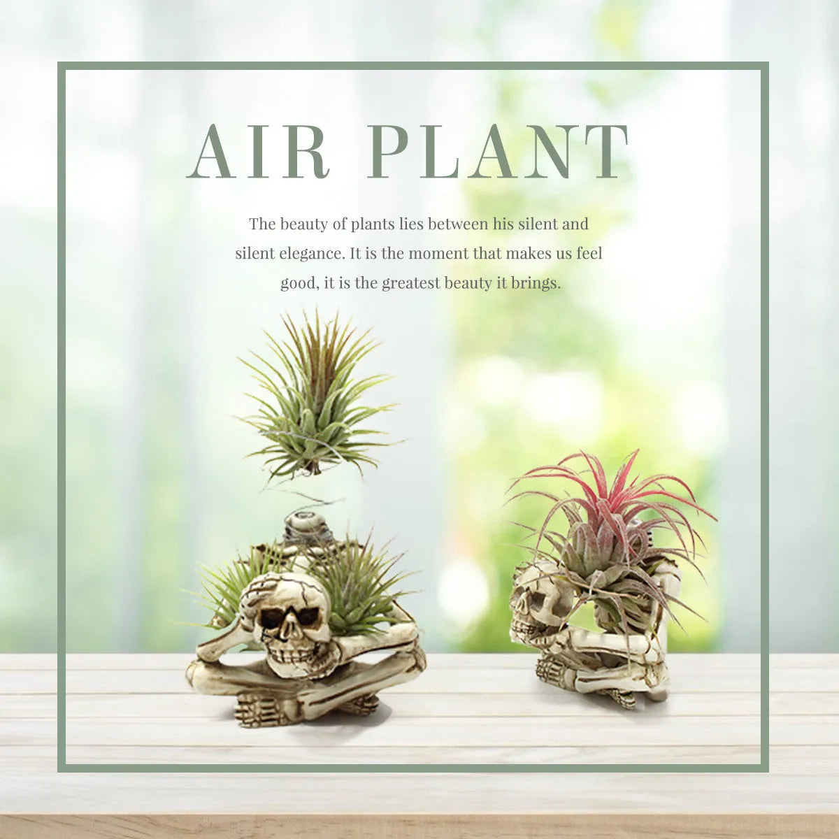 Gothic skull design resin bracket for Tillandsia air plants with soilless display