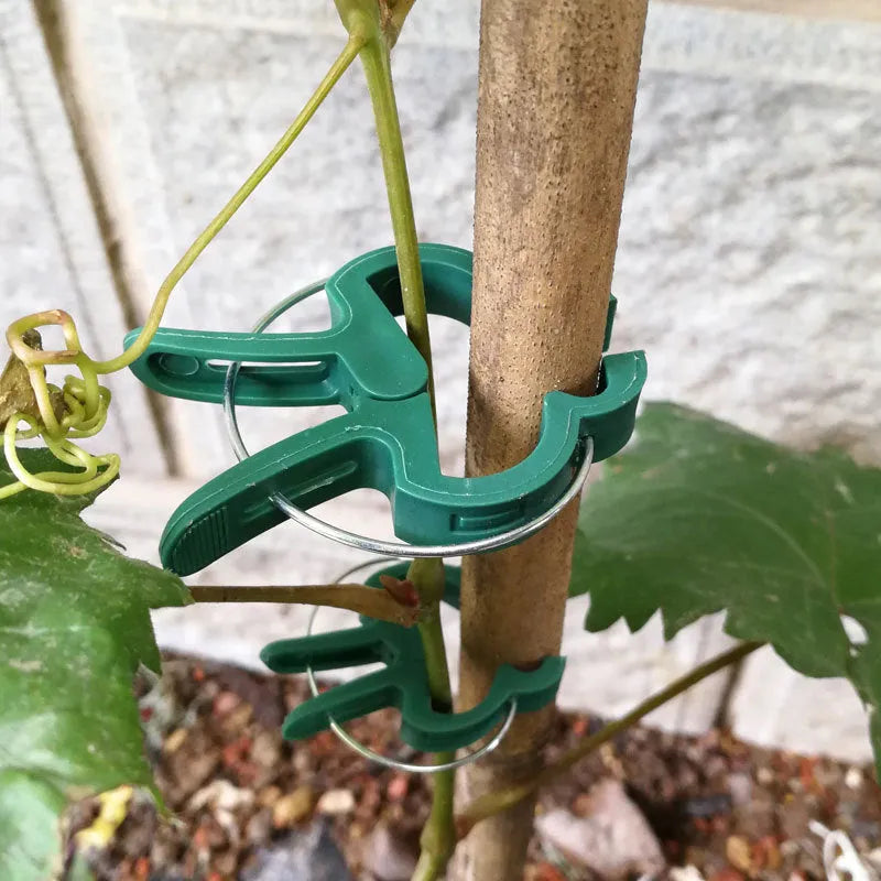 Green plastic plant fixing clips holding climbing plant stems against a support structure