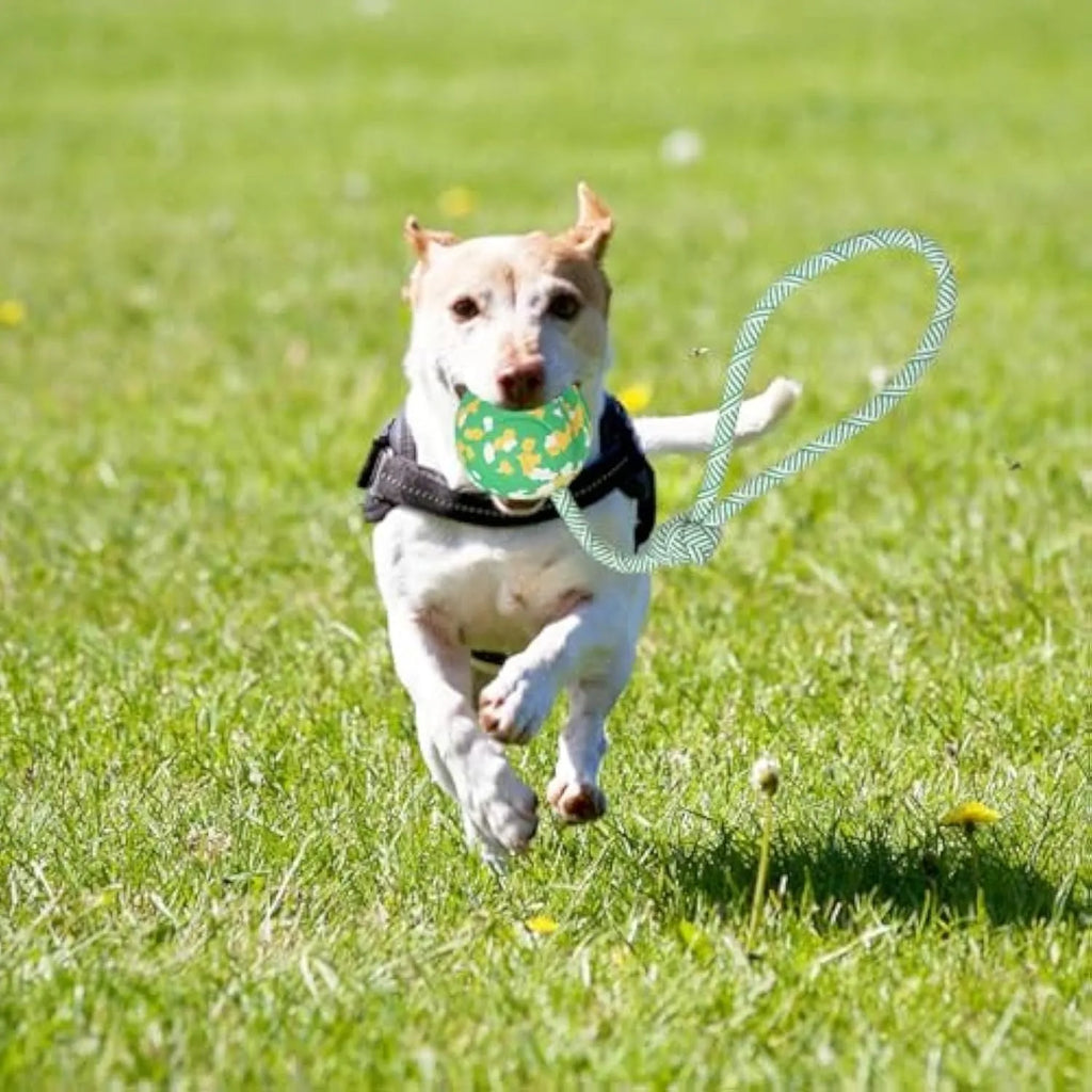 Natural rubber dog ball attached to nylon rope for interactive fetch and tug games