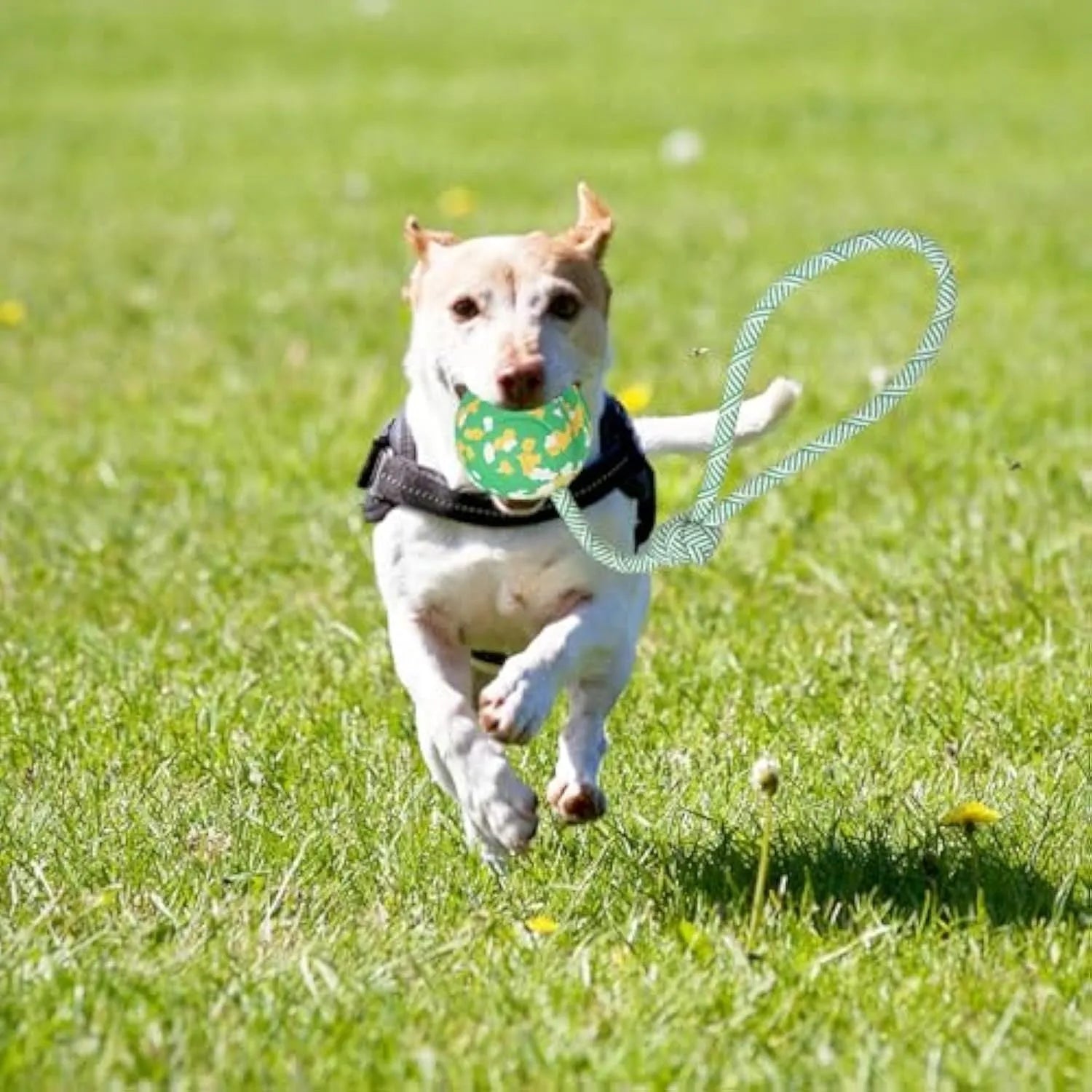 Natural rubber dog ball attached to nylon rope for interactive fetch and tug games