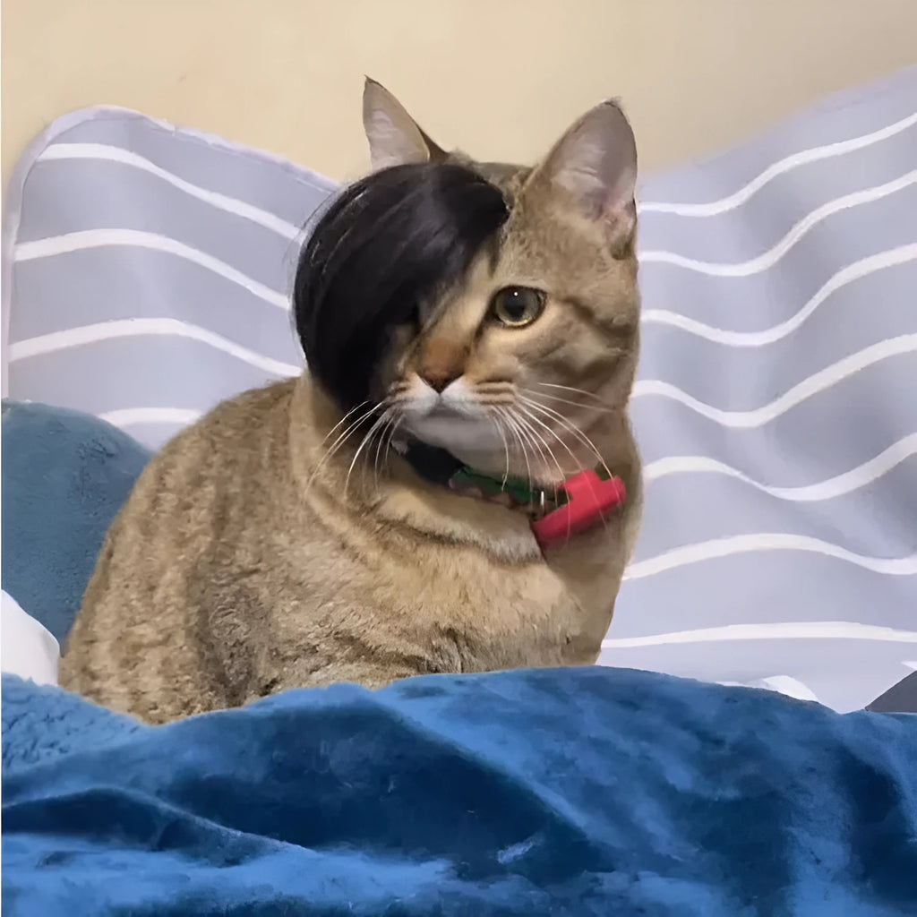 Black polyester cat wig with imitation braid detailing for pet dress up