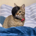 Black polyester cat wig with imitation braid detailing for pet dress up
