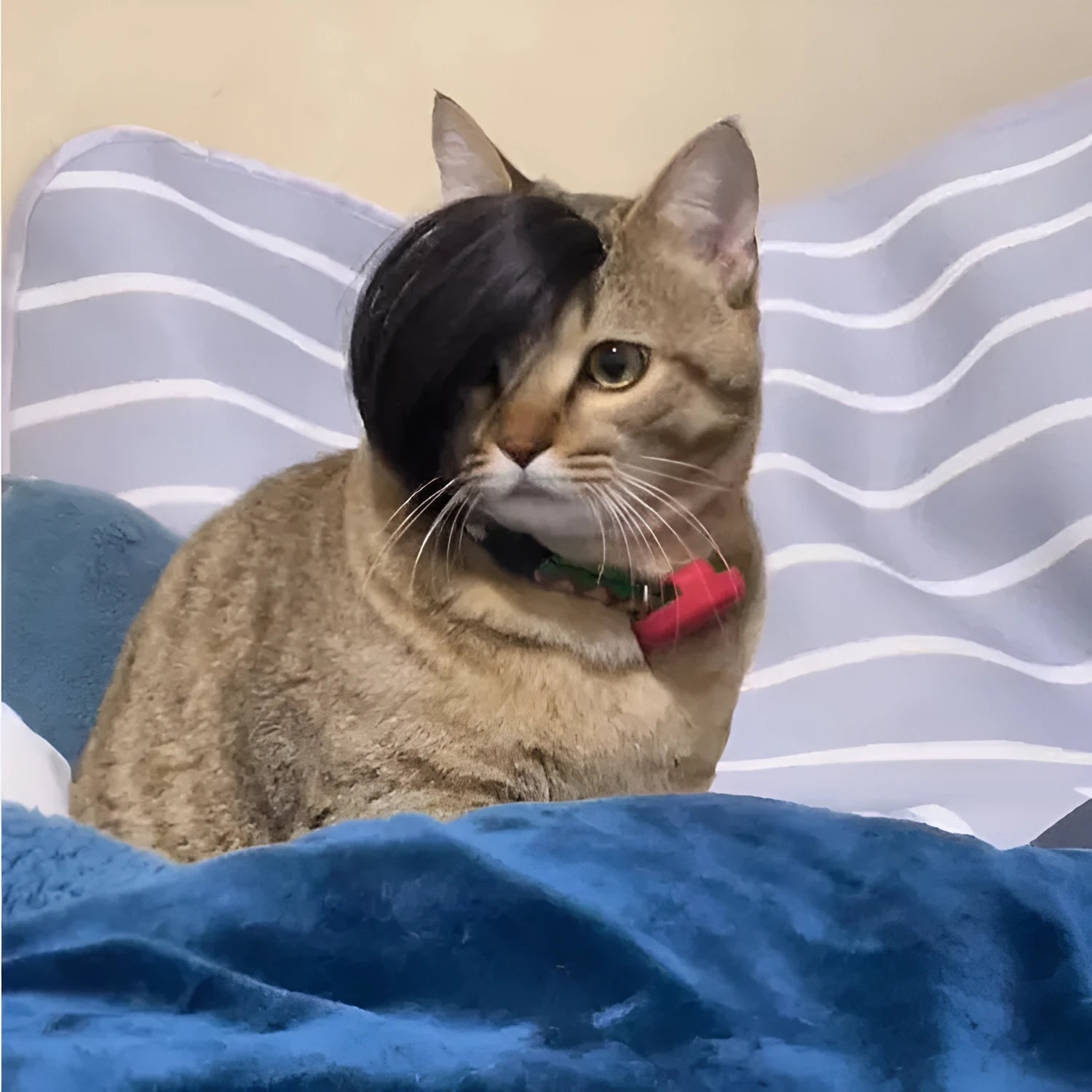 Black polyester cat wig with imitation braid detailing for pet dress up