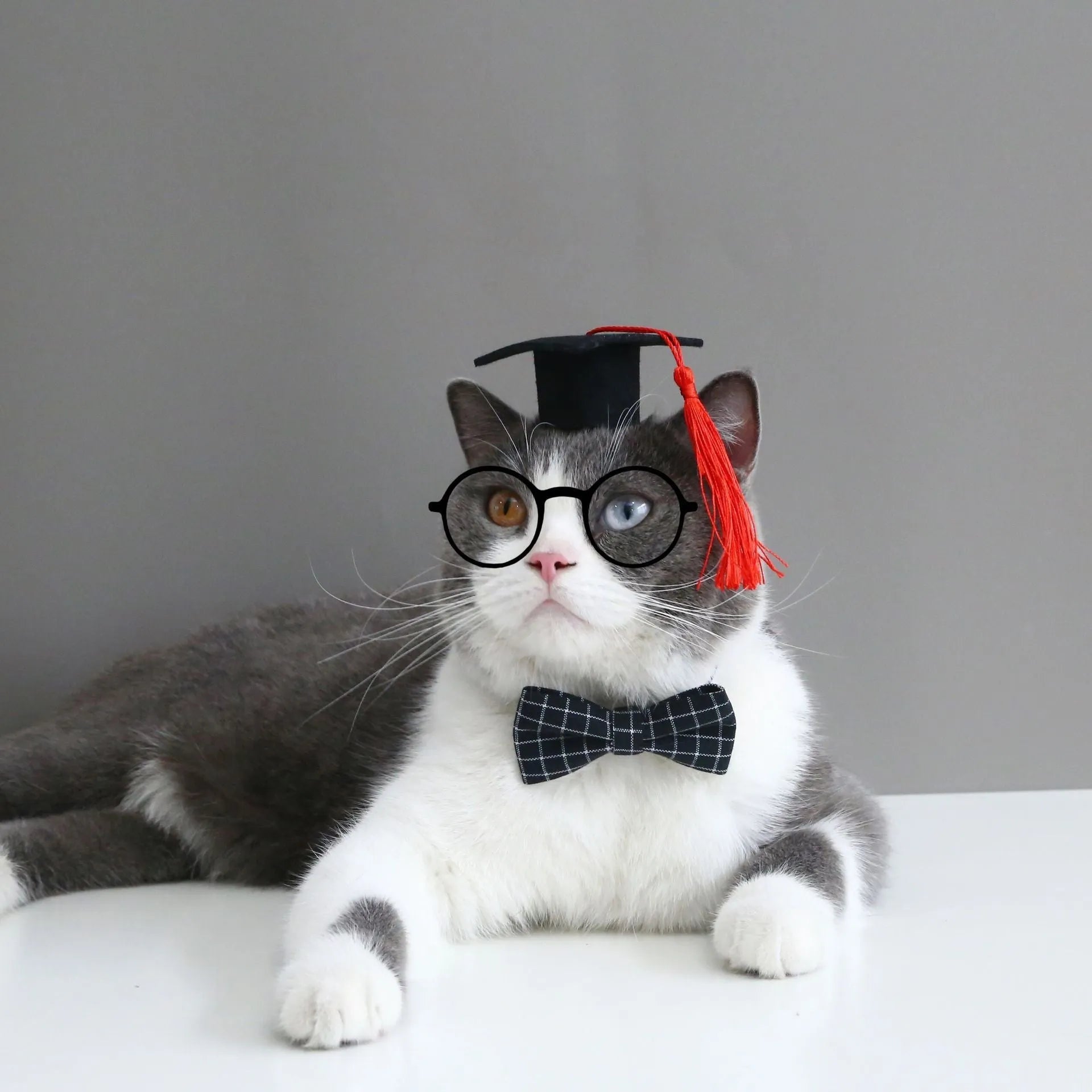 Pet dog wearing British-style felt hair band and matching bow tie accessory set