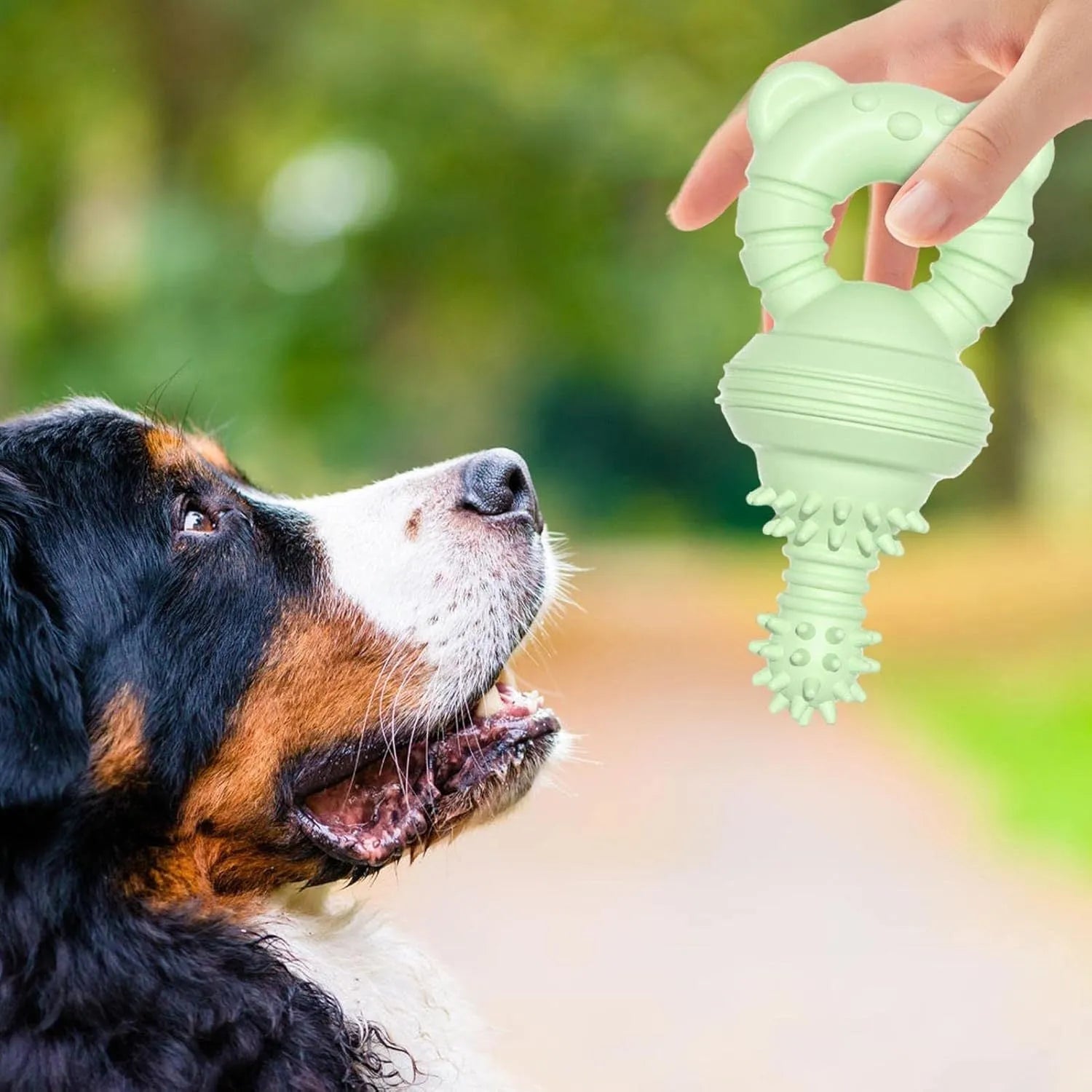 Blue rubber dog chew toy with textured surface and bell inside for dental cleaning and play