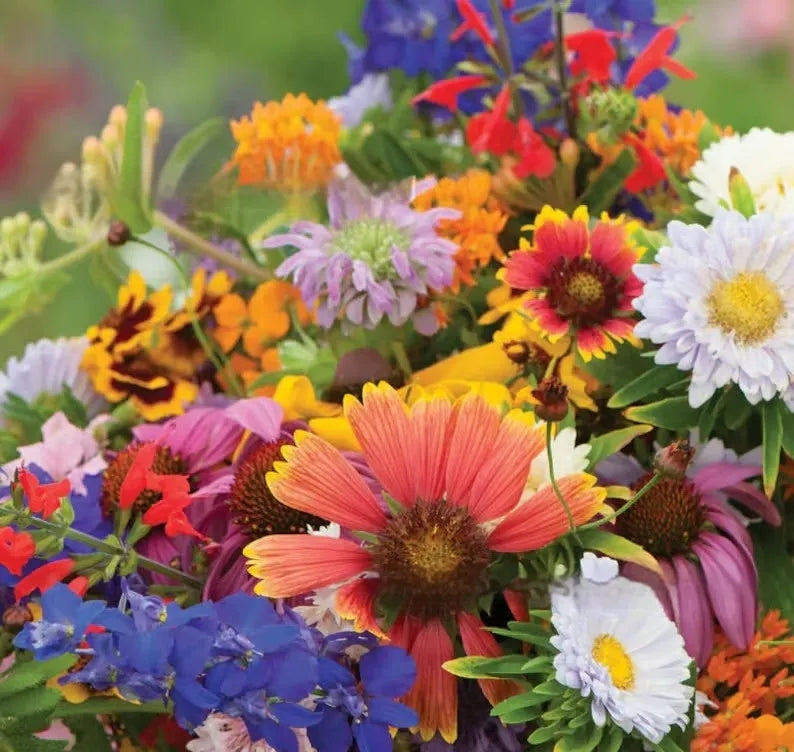 Mixed wildflower seeds pack containing Purpleflower Holly Leaf grass seeds for garden planting