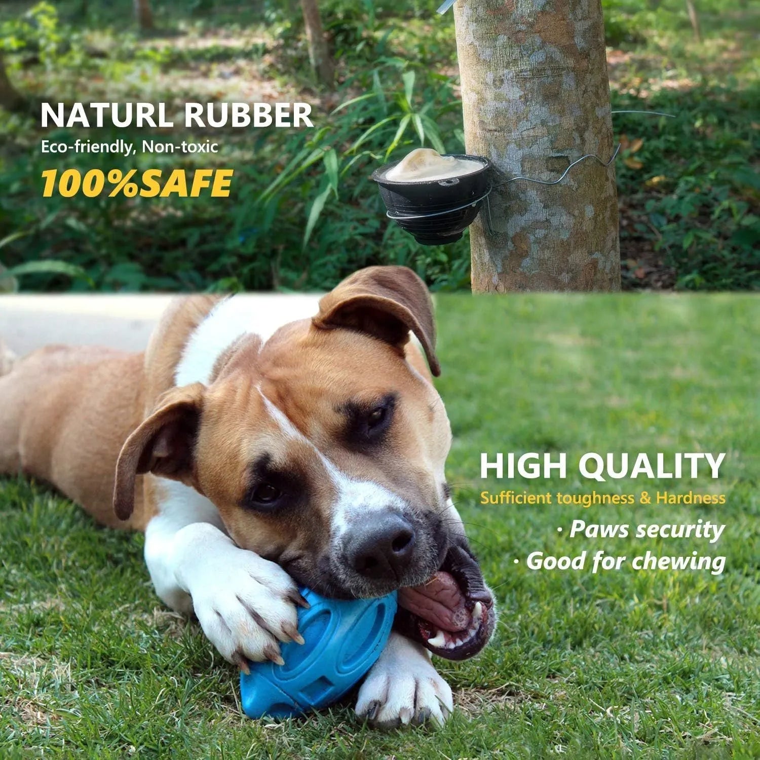 Natural rubber squeaky dog chew ball with textured surface grooves in blue, green, or orange colours