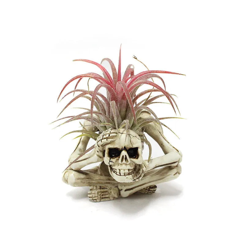Gothic skull design resin bracket for Tillandsia air plants with soilless display