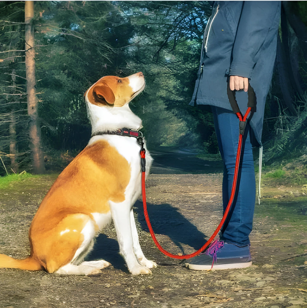 Nylon reflective dog leash with black foam handle and zinc alloy hook, 1.5m length on green background