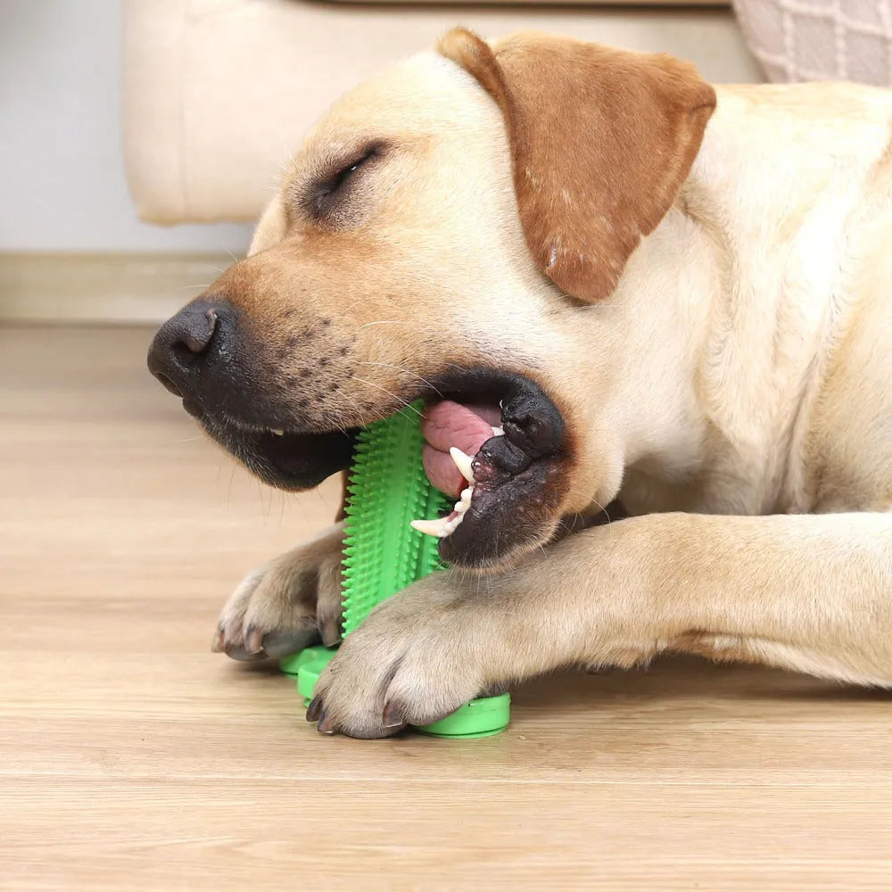 Green TPR dog chew toy with small and large molar rods and suction cup base