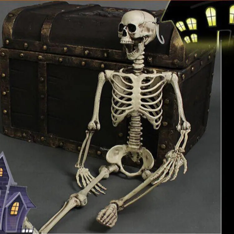 170cm tall plastic skeleton model for anatomical study and decorative props