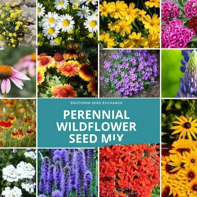 Mixed wildflower seeds pack containing Purpleflower Holly Leaf grass seeds for garden planting