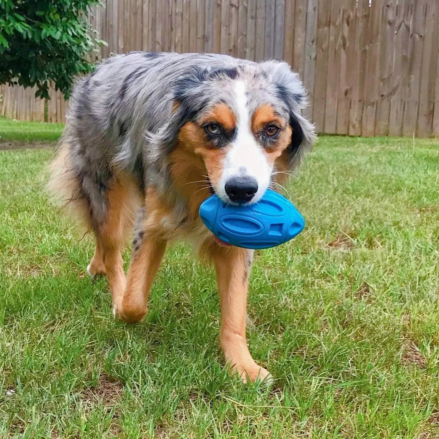 Natural rubber squeaky dog chew ball with textured surface grooves in blue, green, or orange colours