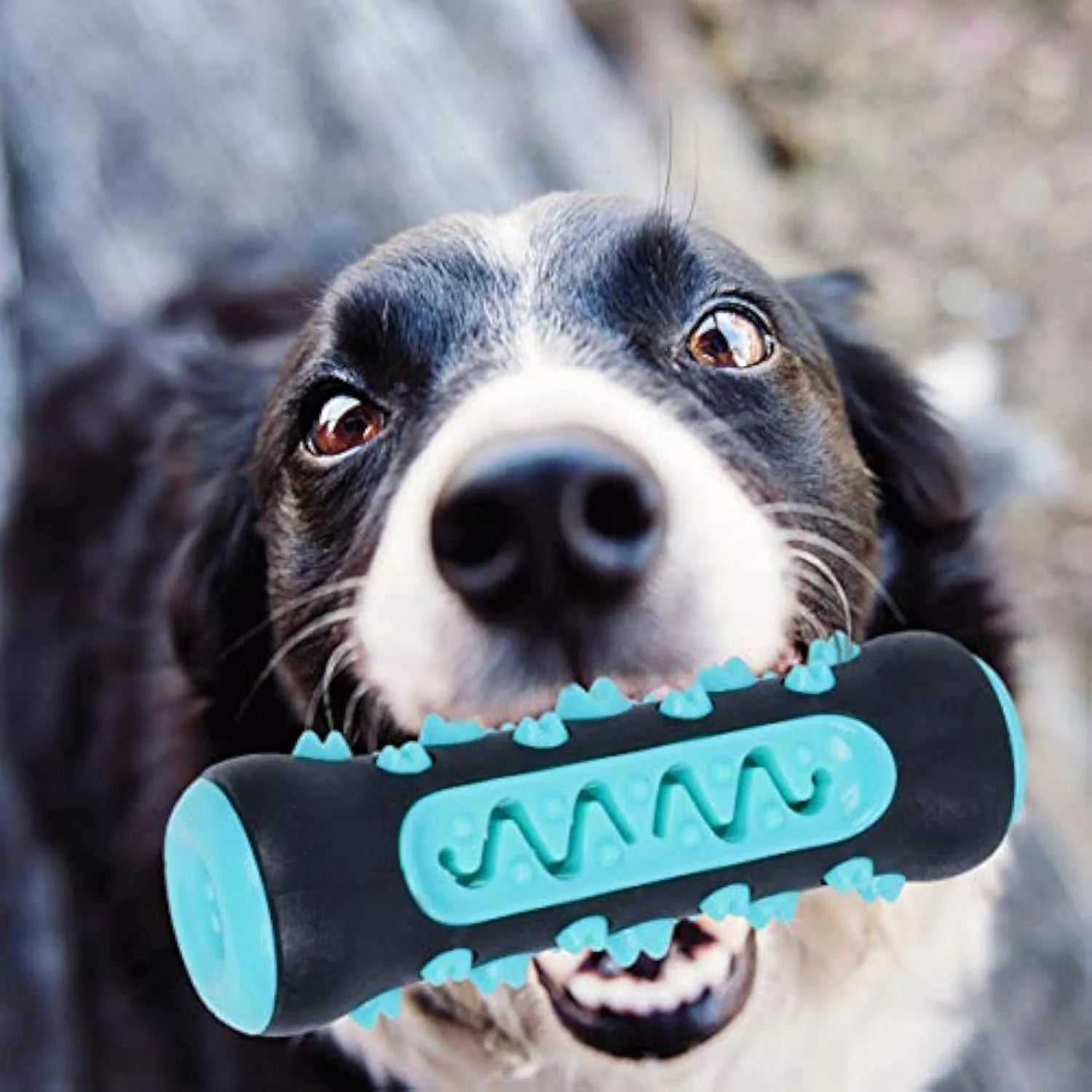 Natural rubber dog toothbrush chew toy in blue colour for dental cleaning.