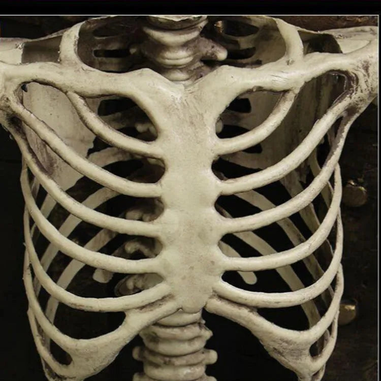 170cm tall plastic skeleton model for anatomical study and decorative props