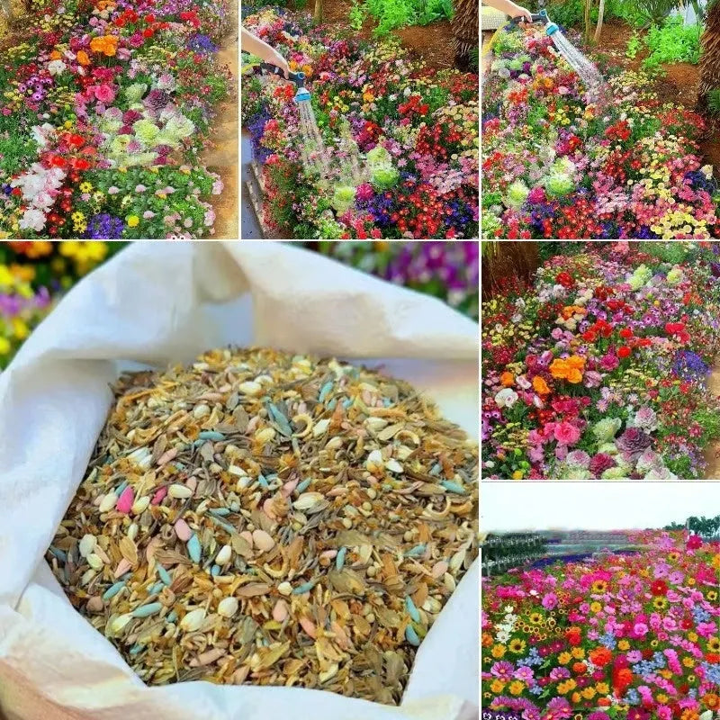 Mixed wildflower seeds pack containing Purpleflower Holly Leaf grass seeds for garden planting
