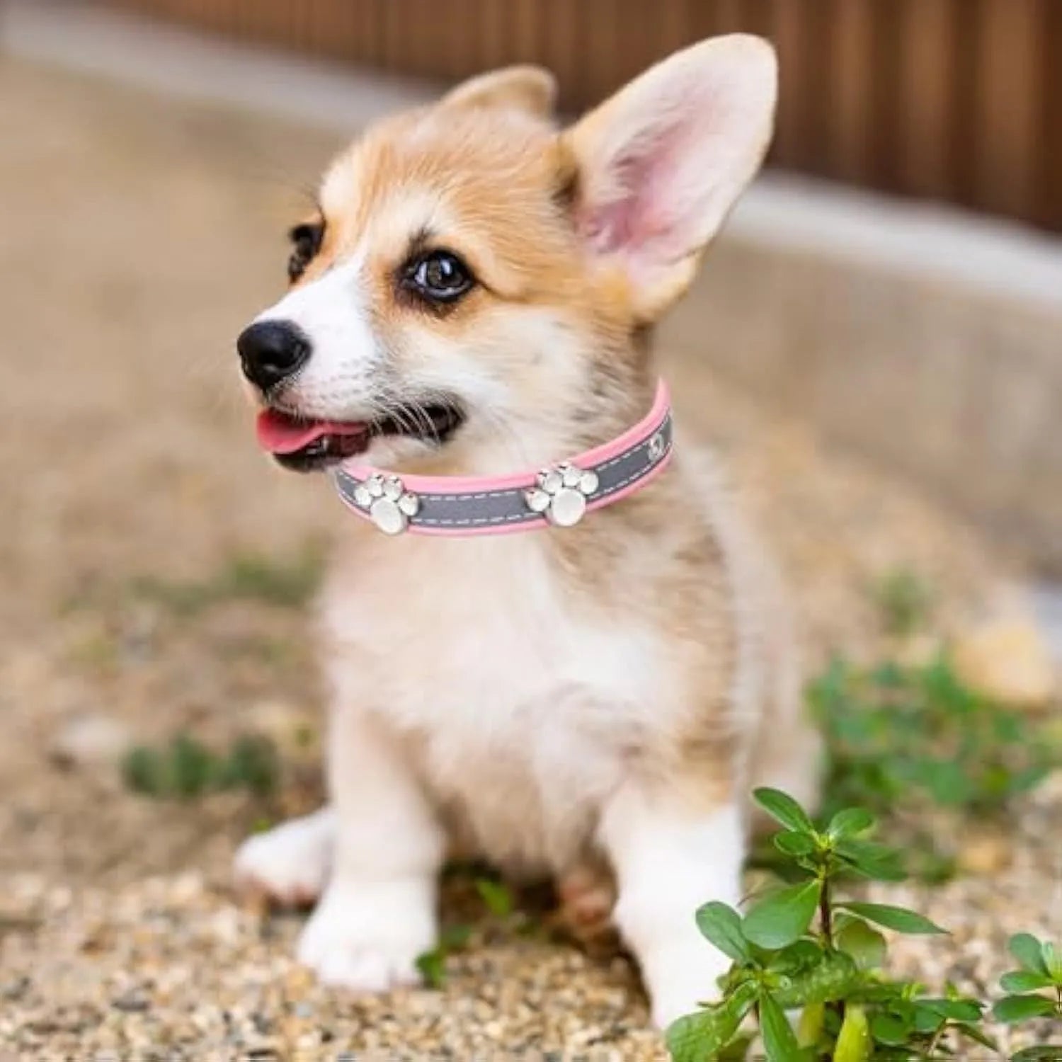 Reflective PU leather dog collar with metal paw rivets and adjustable buckle