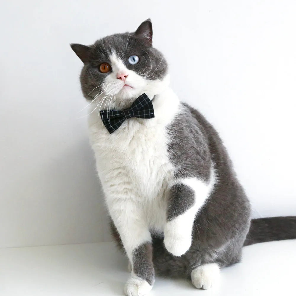 Pet dog wearing British-style felt hair band and matching bow tie accessory set