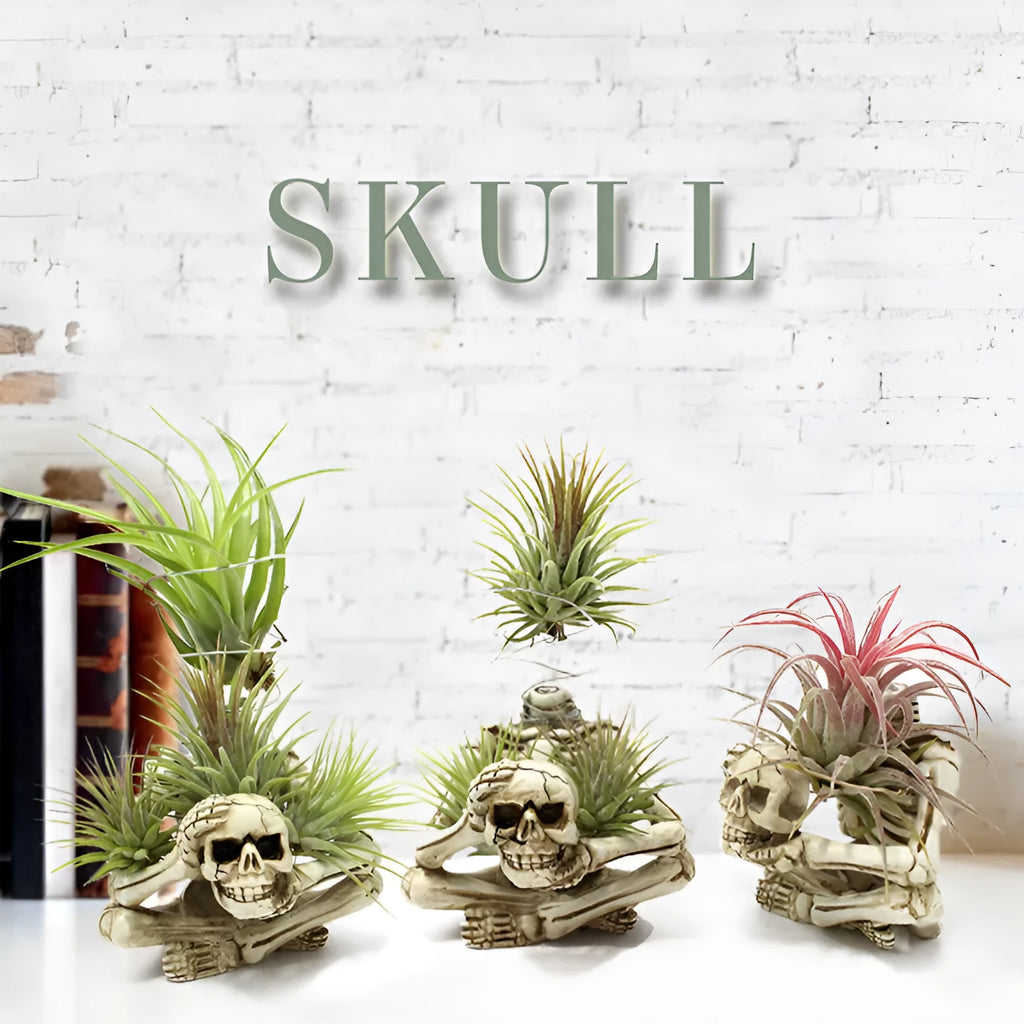 Gothic skull design resin bracket for Tillandsia air plants with soilless display