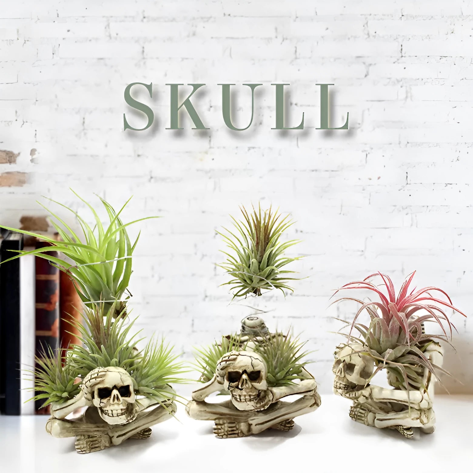 Gothic skull design resin bracket for Tillandsia air plants with soilless display