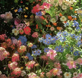 Mixed wildflower seeds pack containing Purpleflower Holly Leaf grass seeds for garden planting