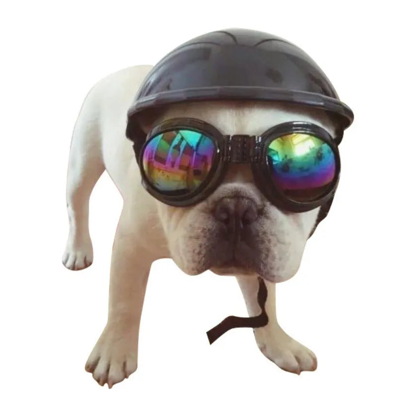 A small dog wearing a solid-colour plastic motorcycle cap helmet on its head.