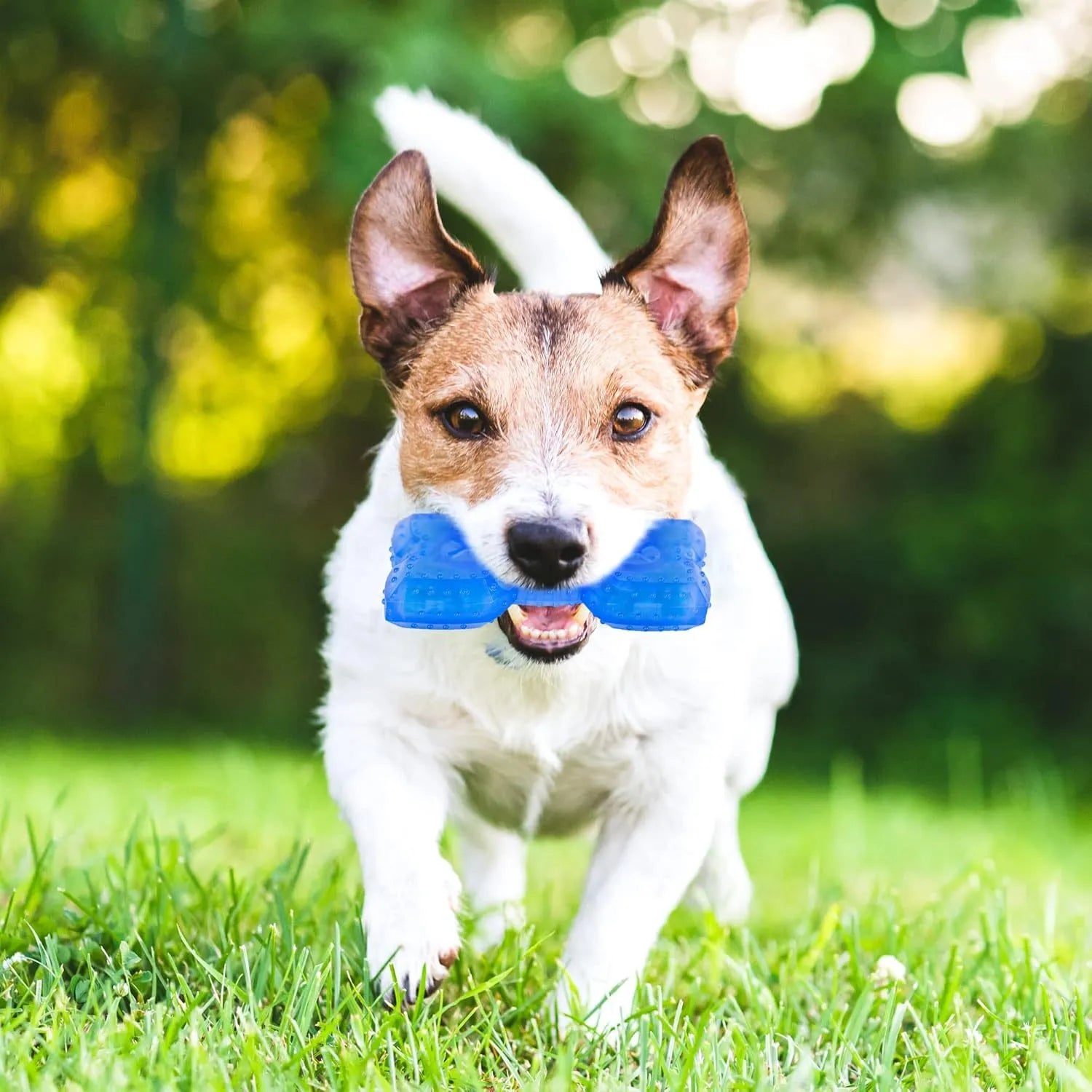 Freezable dog cooling chew toy in bone and circle shapes for teething puppies and anxiety relief.