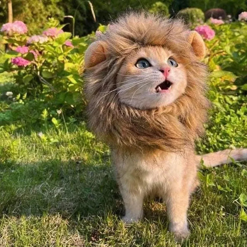 Lion mane wig costume accessory for a cat, showing plush ears and adjustable elastic band