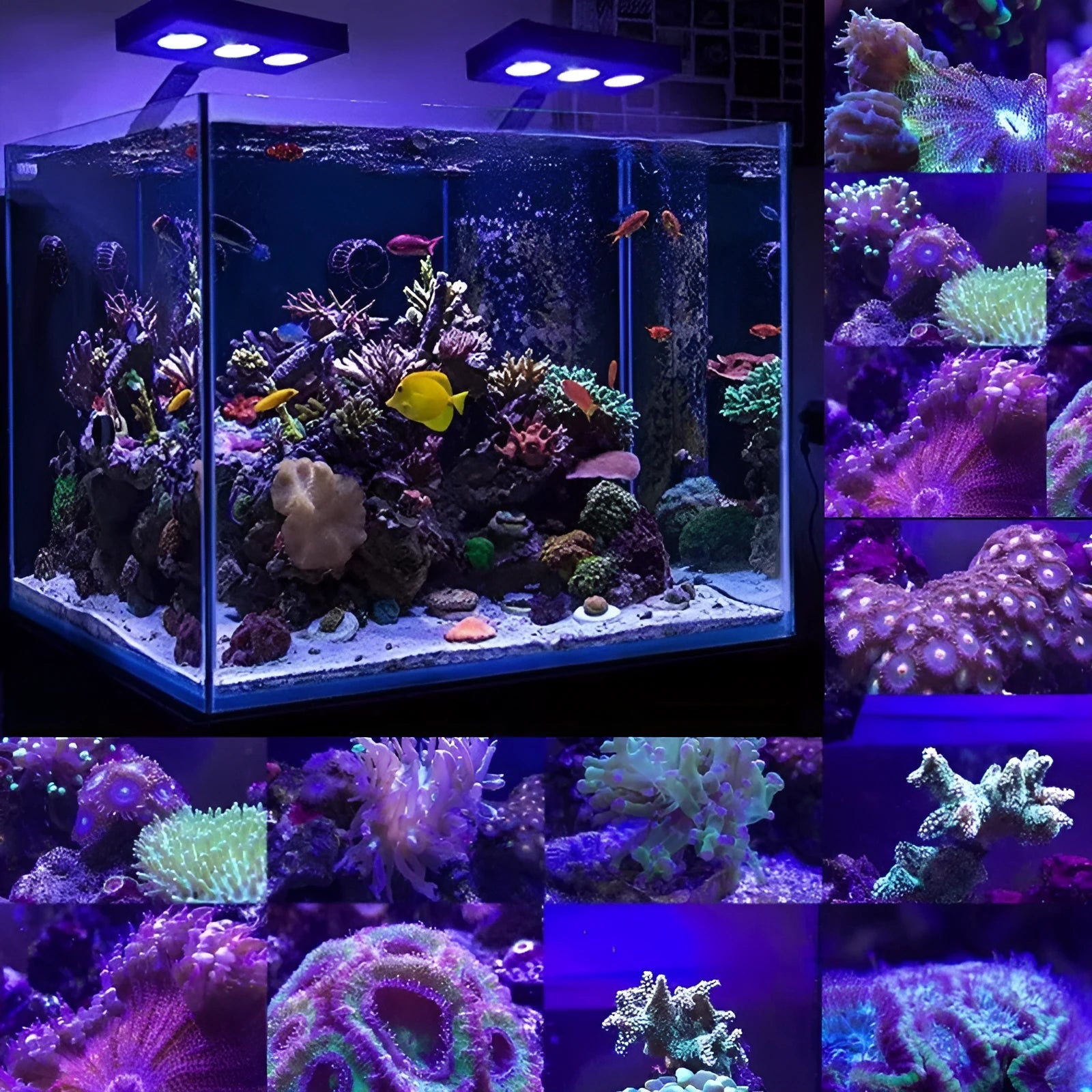 Water Knight M5 Full Spectrum Coral LED Light for marine aquarium with CREE LED beads, 30W to 60W options