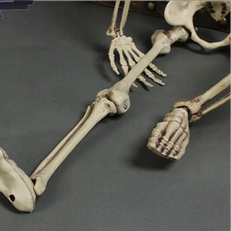 170cm tall plastic skeleton model for anatomical study and decorative props