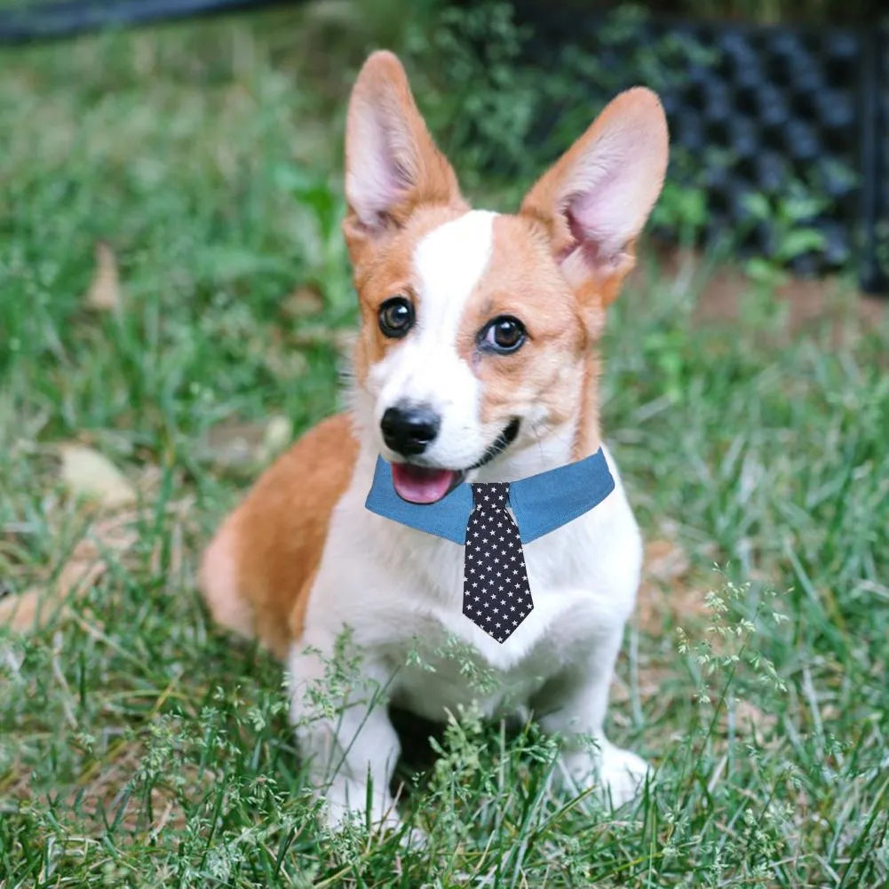 Denim pet collar with star pattern necktie attached, showing adjustable fastener tape and three size options