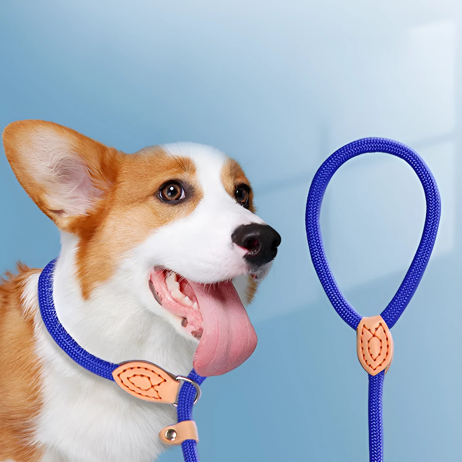 Blast race training dog leash with automatic tightening rope collar in multiple colours