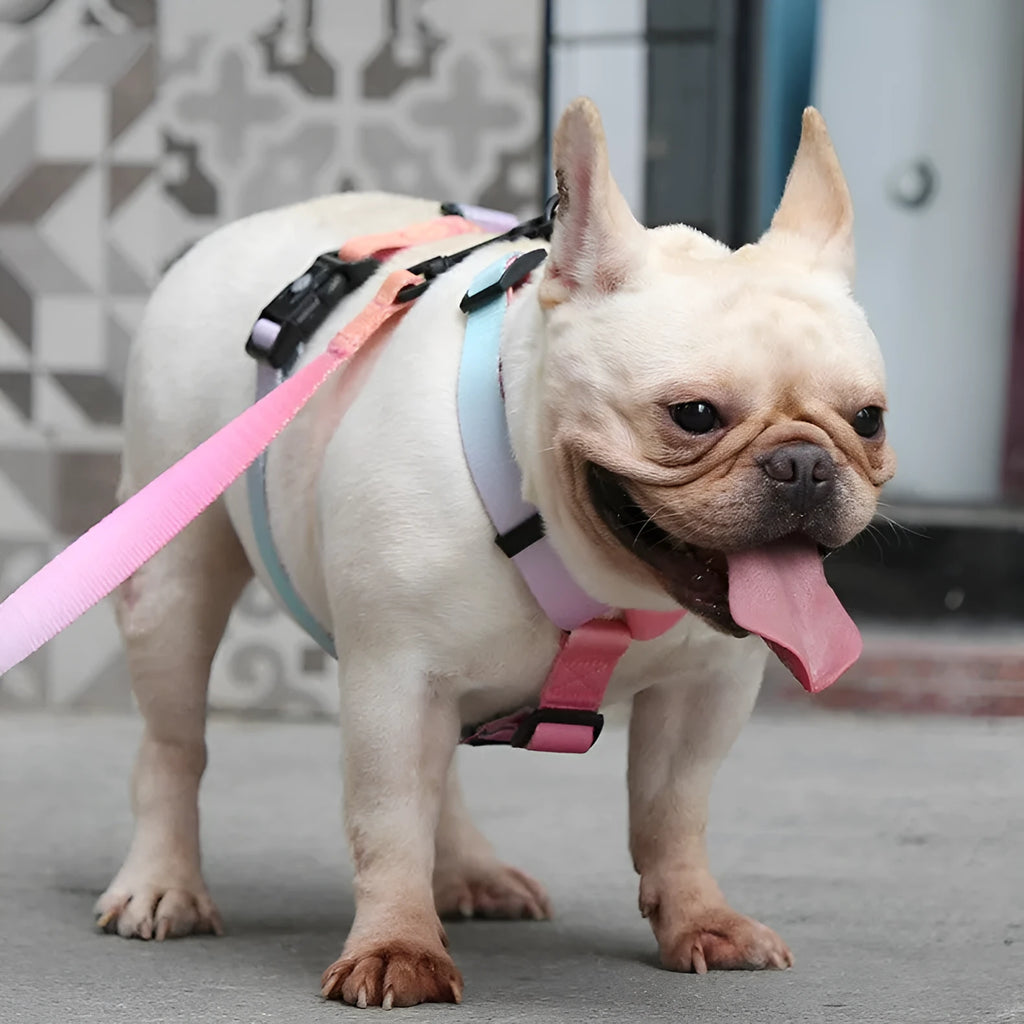 Gradient colour pet chest strap made of polyester in sizes S, M, L.