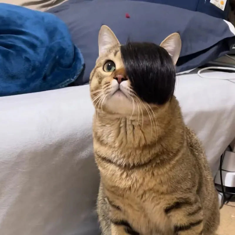 Black polyester cat wig with imitation braid detailing for pet dress up