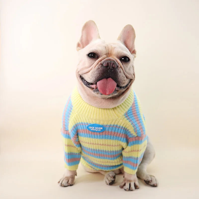 Blue and yellow striped wool sweater for a small dog on a mannequin, showing casual style.