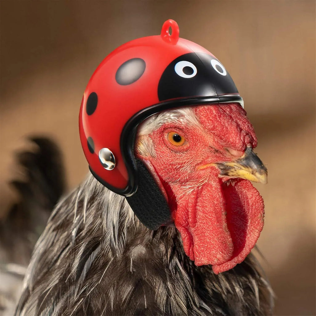 Small plastic pet helmet with elastic bands for chickens and birds on measurement background