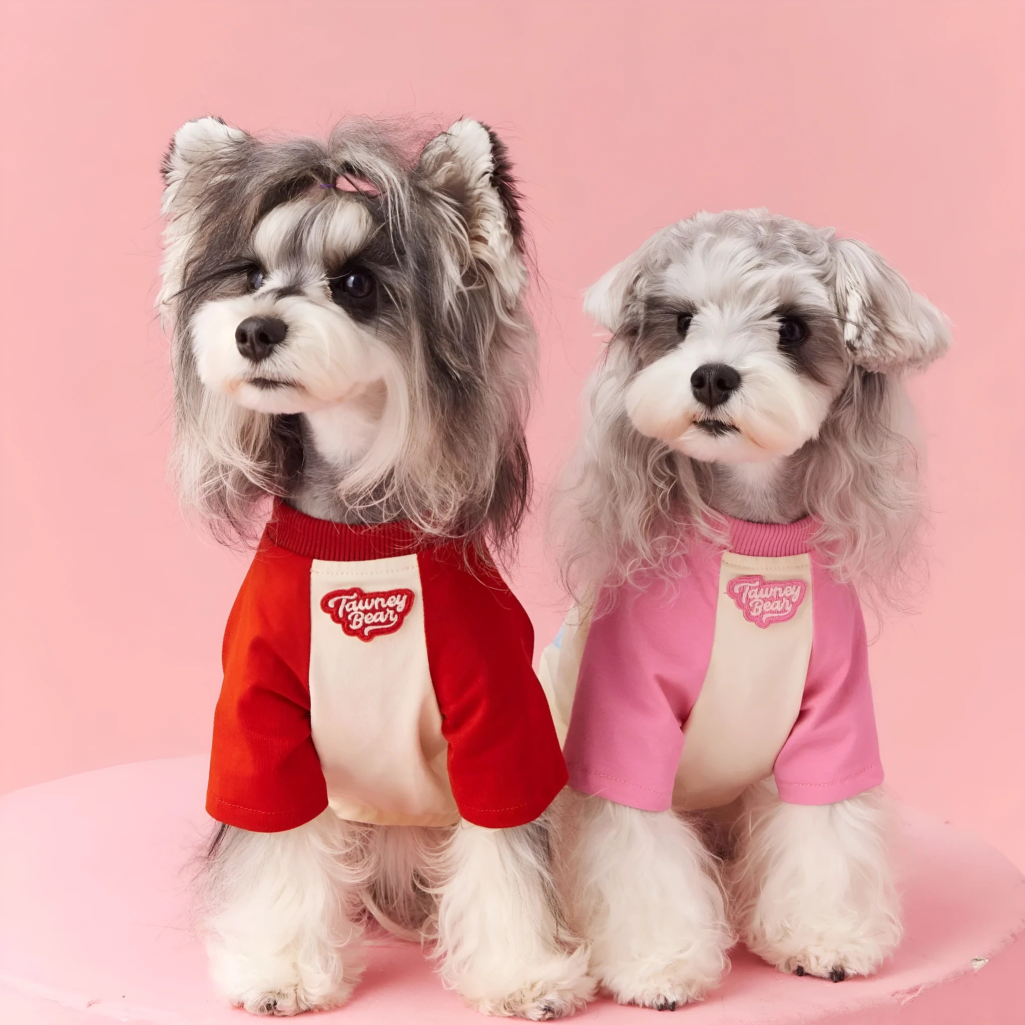 Red cotton summer dog clothes with contrast colour design on a small dog