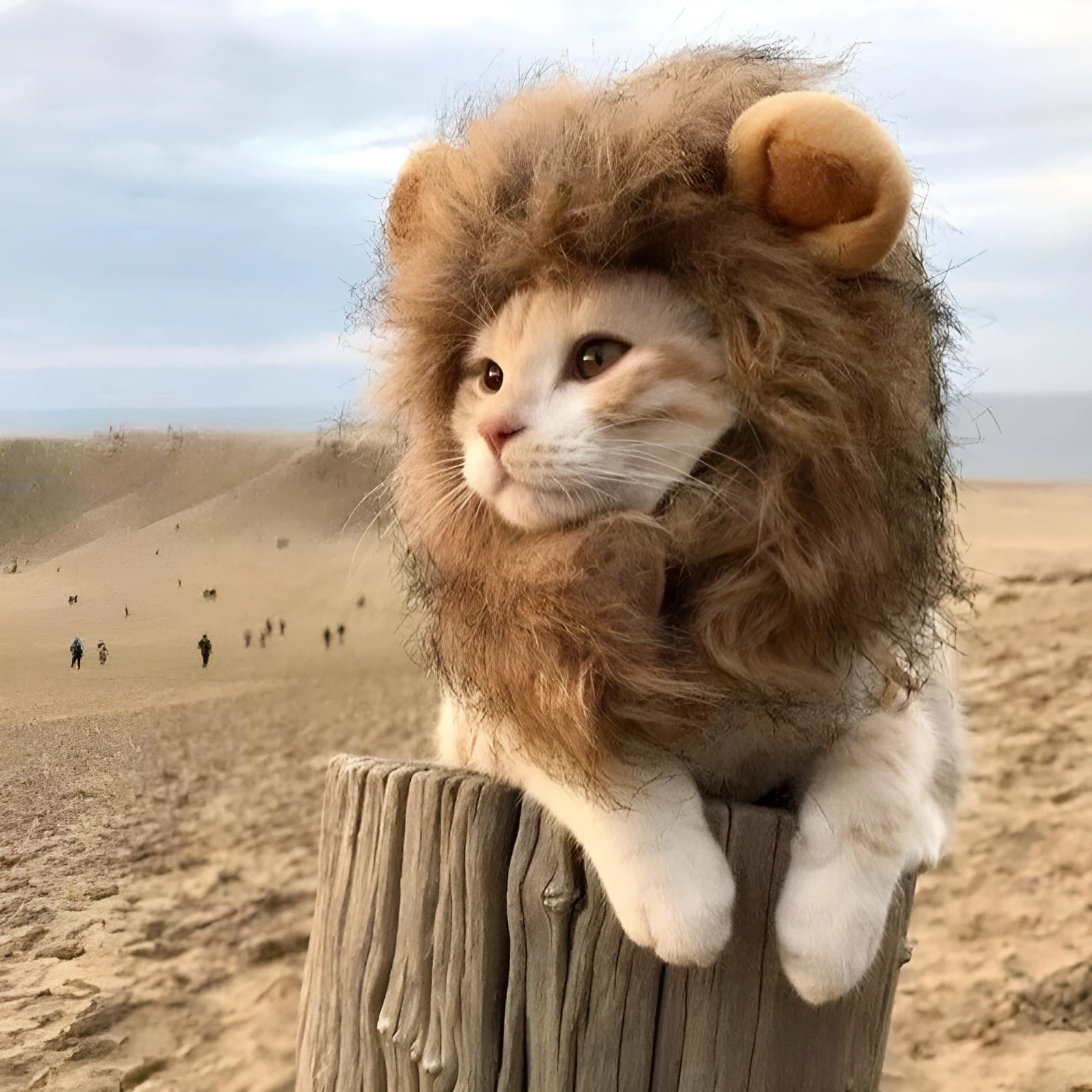 Lion mane wig costume accessory for a cat, showing plush ears and adjustable elastic band