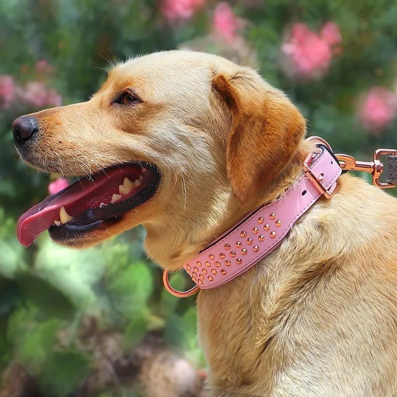 Leather dog collar with metal rivet studs in black, chocolate, or pink colour for large dogs.