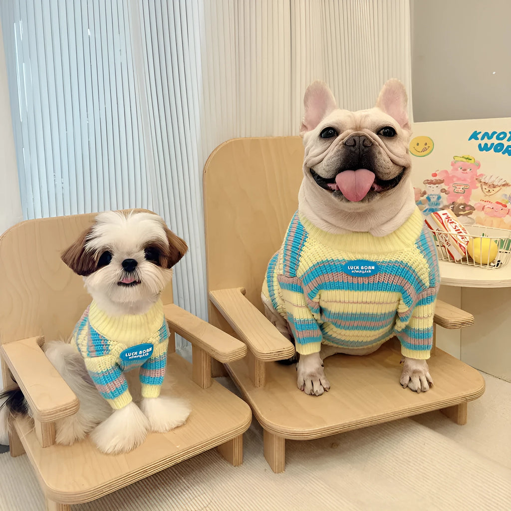 Blue and yellow striped wool sweater for a small dog on a mannequin, showing casual style.